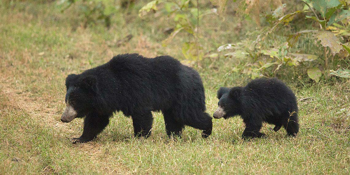 Amateur Naturalist Program