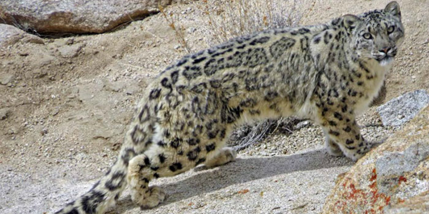 Snow Leopard Trail