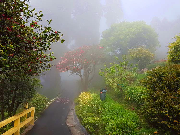 The Darjeeling Wellness Retreat
