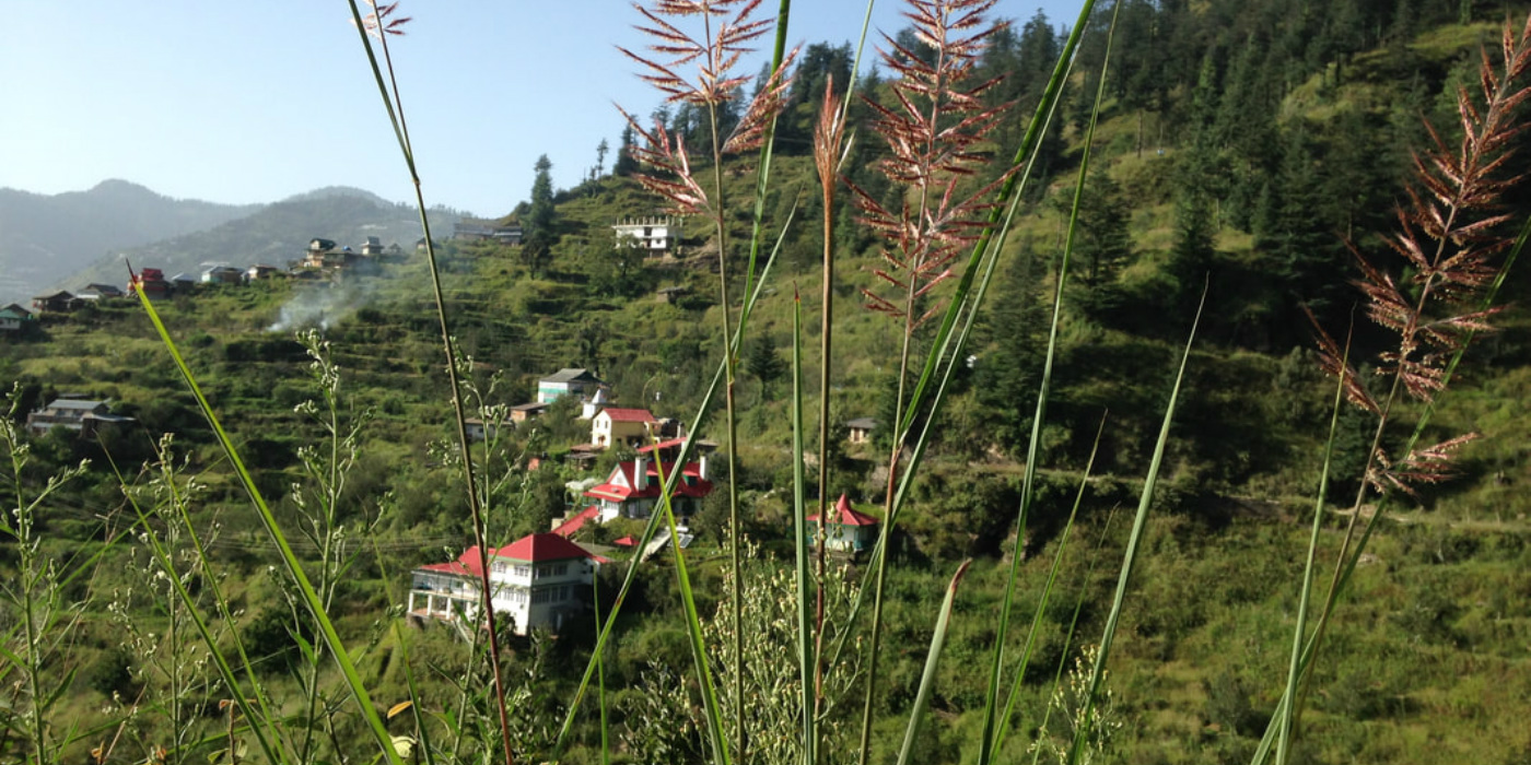 Himalayan Orchard