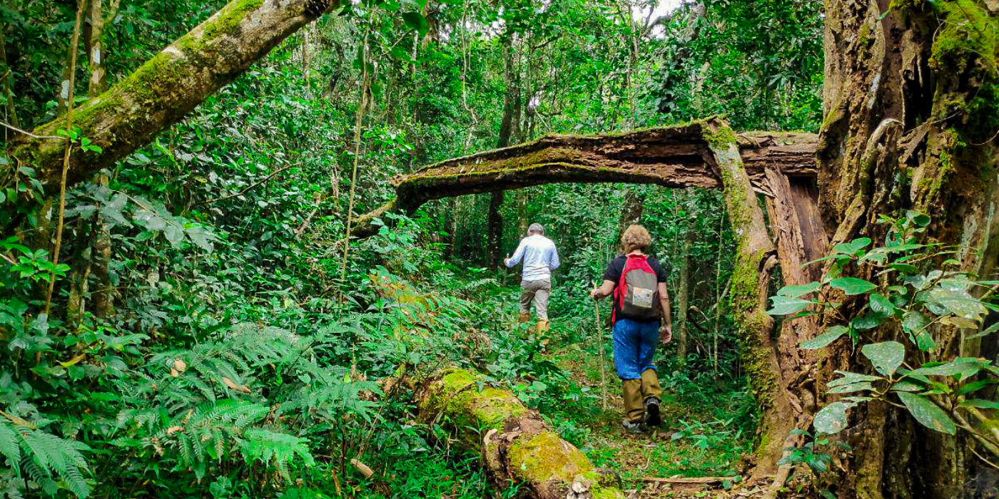 Rainforest trek at Munnar