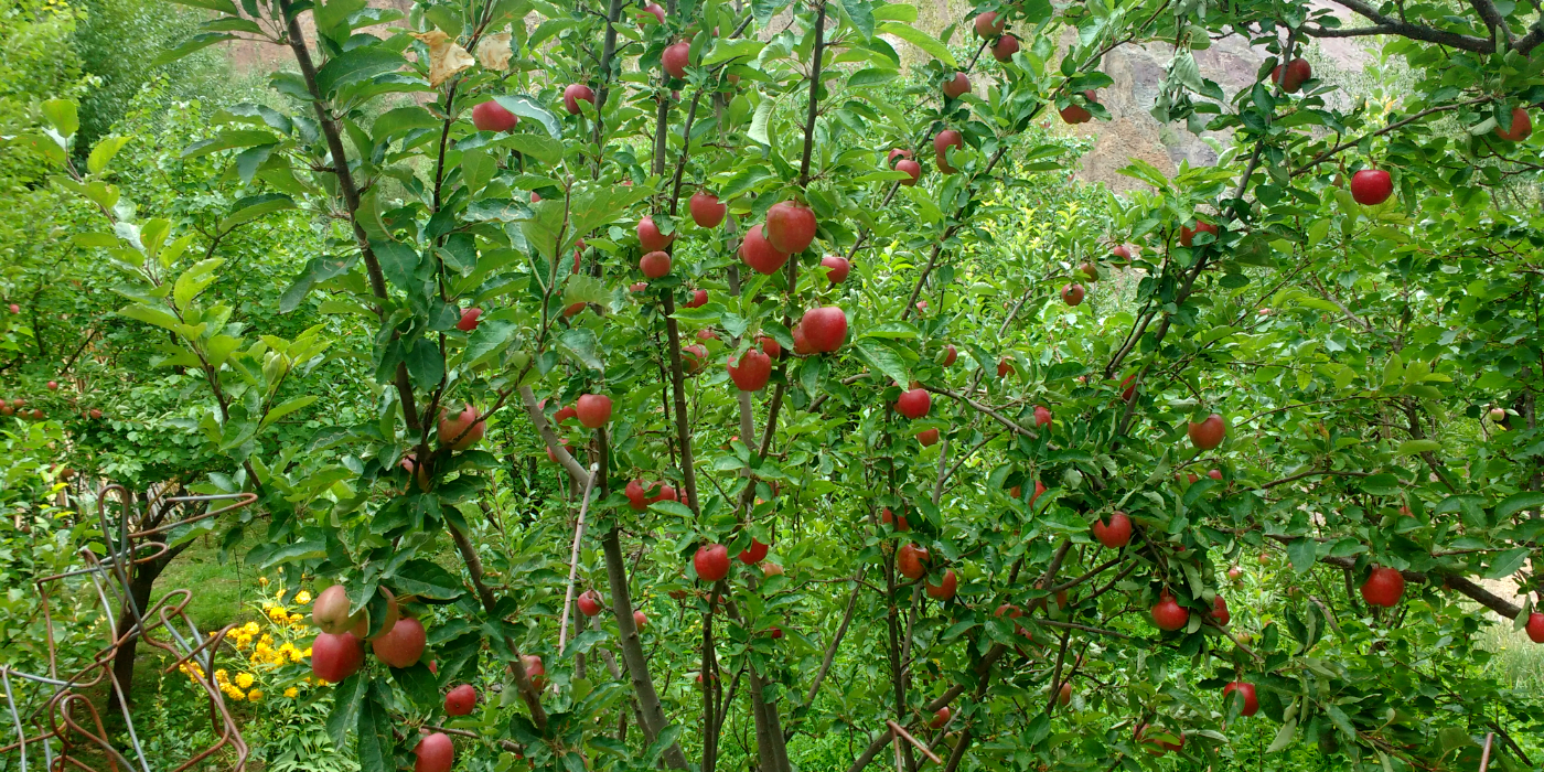 The Apricot Trail