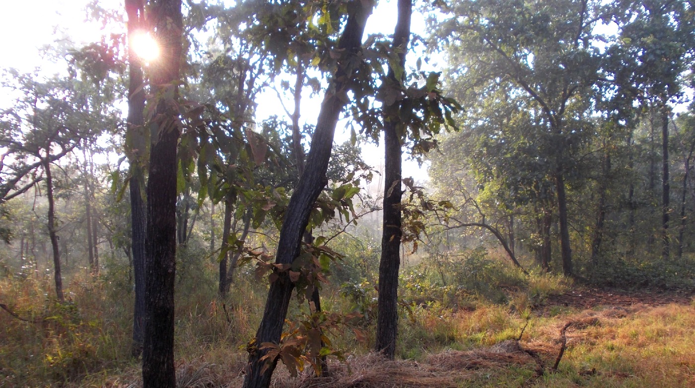 A close encounter of the wild kind in the forests of Nagzira