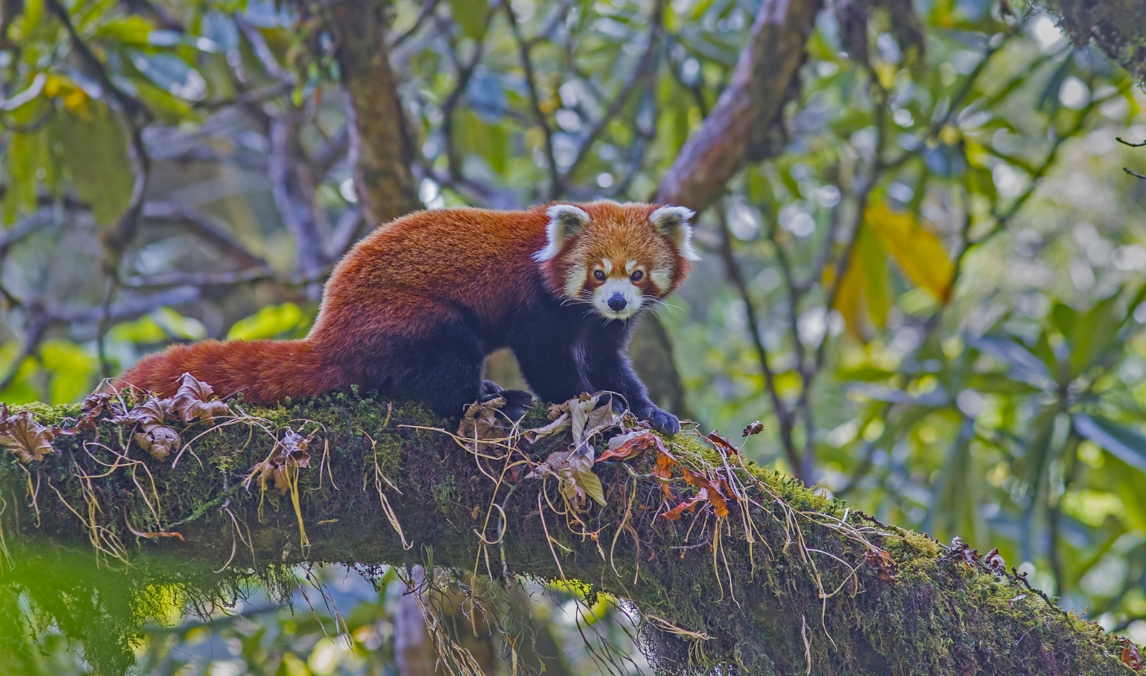 Red Panda Expedition