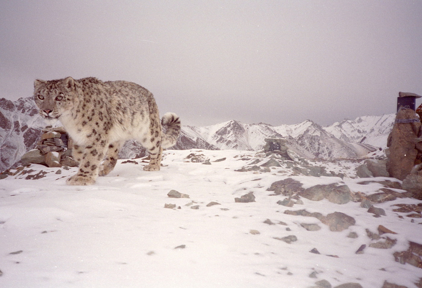 Snow Leopard Conservancy