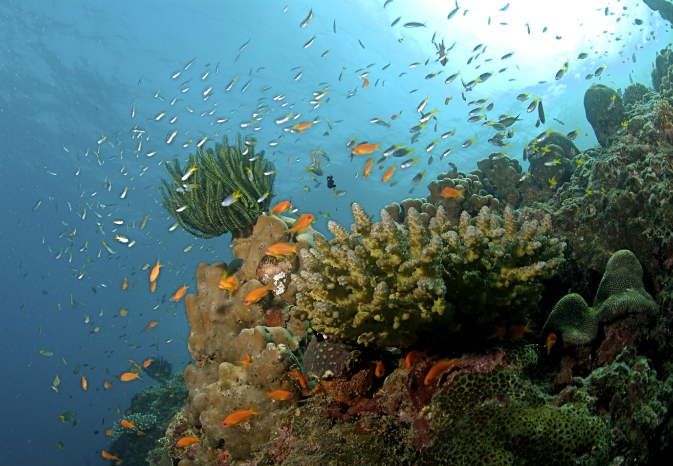 Marine Conservation - Andaman Islands