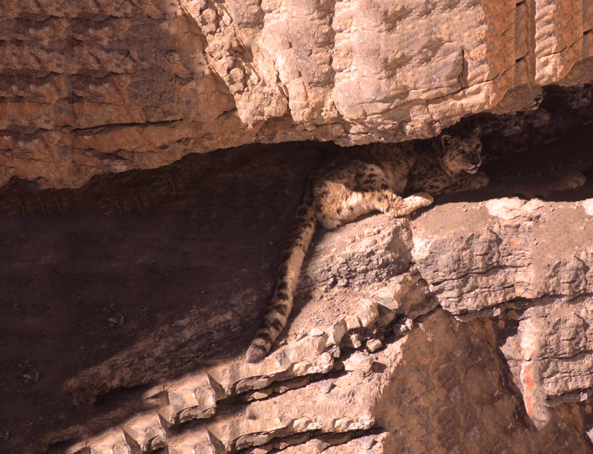 Tracking the elusive snow leopard, Spiti